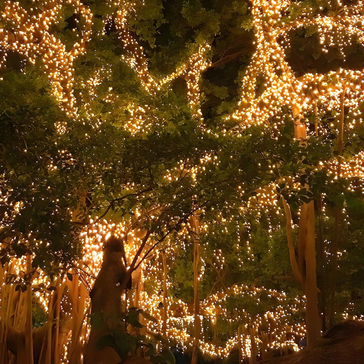 Modern Solar Outdoor String Light with LED Beads | Verina